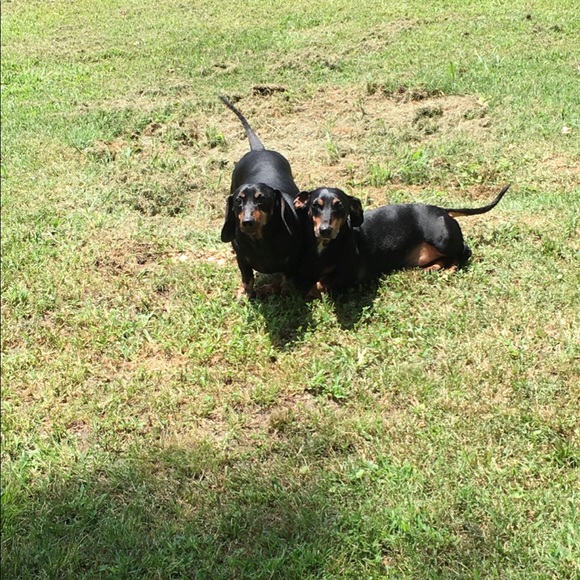 Meet your Posher, Amber - Picture 4 of 8